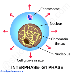 Interphase, G1 phase, Cell division, mitotic cell dicision, mitosis